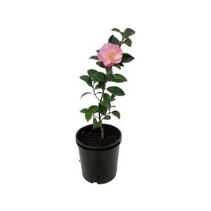 3.3L Camellia Assorted - Camellia japonica