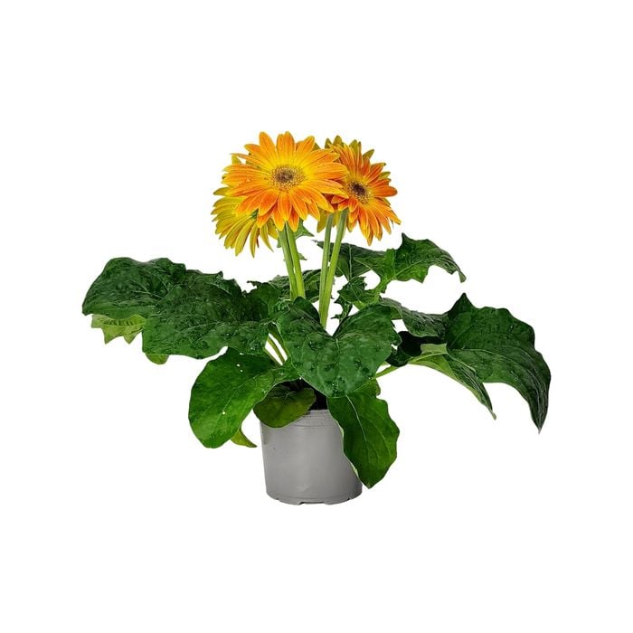 120mm Gerbera - Jamesonii