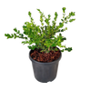 6L Buxus x hybrid Green Gem - Buxus x japonica