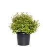 270mm Pittosporum Golf Ball