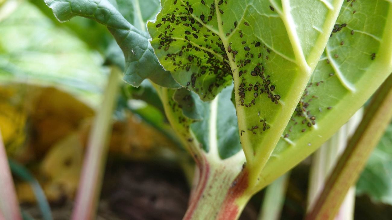 Aphids clustered on the underside of a leafy plant stem