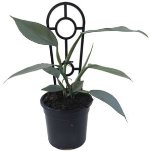 120mm Silver Sword Philodendron - Philodendron hastatum