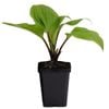 90mm Hosta Purple Heart - Plantain lilies
