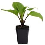 90mm Hosta Purple Heart - Plantain lilies