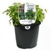 125mm Parsley Italian - Petroselinum crispum Neapolitanum - Food For Life Range