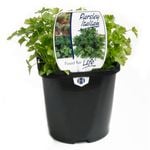 125mm Parsley Italian - Petroselinum crispum Neapolitanum - Food For Life Range
