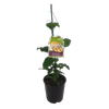1.9L Passionfruit Black Beauty - Passiflora edulis - Incredible edible®