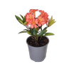 2L Vireya Hoo Loo - Rhododendron vireya