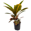170mm Croton Petra - Codiaeum variegatum