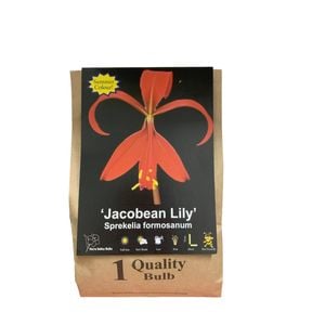 Yarra Valley Bulbs Sprekelia Jacobean Lily 1 Pack