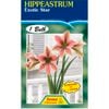 Hippeastrum Exotic Star