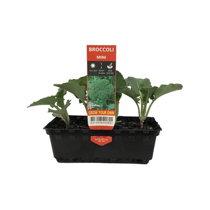 Punnet Mini Broccoli - Brassica oleracea