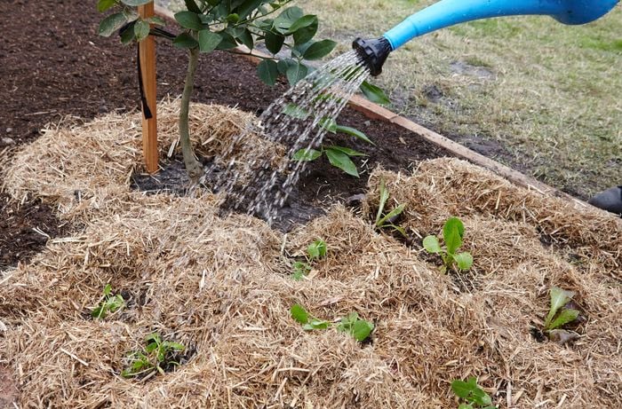 A garden bed full of young vegetable plants being watered