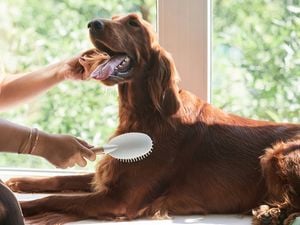 Brushing a long-haired, brown coloured dog to show how to reduce dog shedding and keep the coat healthy indoors.