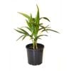 200mm Kentia Palm - Howea forsteriana