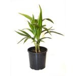 200mm Kentia Palm - Howea forsteriana