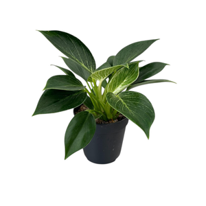 120mm Philodendron Birkin