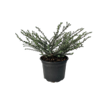 2L Hebe - Hebe 'Quicksilver'