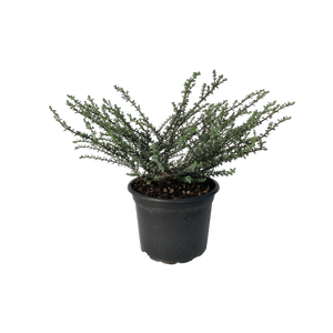 2L Hebe - Hebe 'Quicksilver'