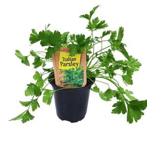 90mm Italian Parsley - Petroselinum crispum - Nudo Herbs