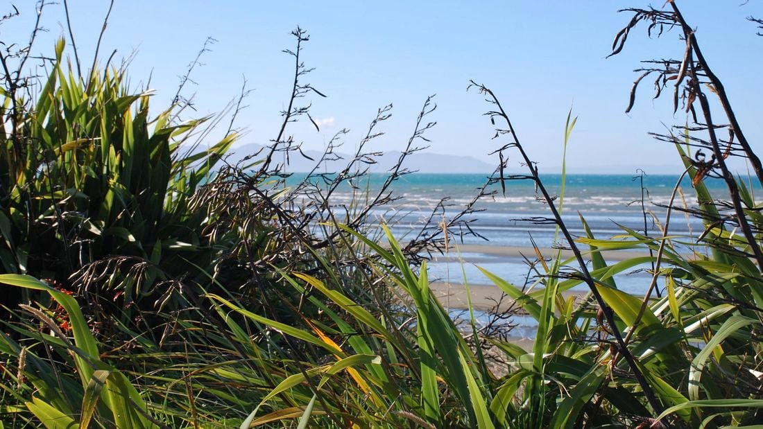 wide angle of a flax plant near the beach