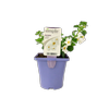 10cm Bacopa Jumbo White - Sutera cordata