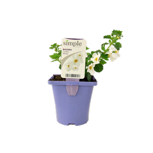 10cm Bacopa Jumbo White - Sutera cordata