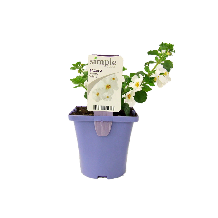 10cm Bacopa Jumbo White - Sutera cordata