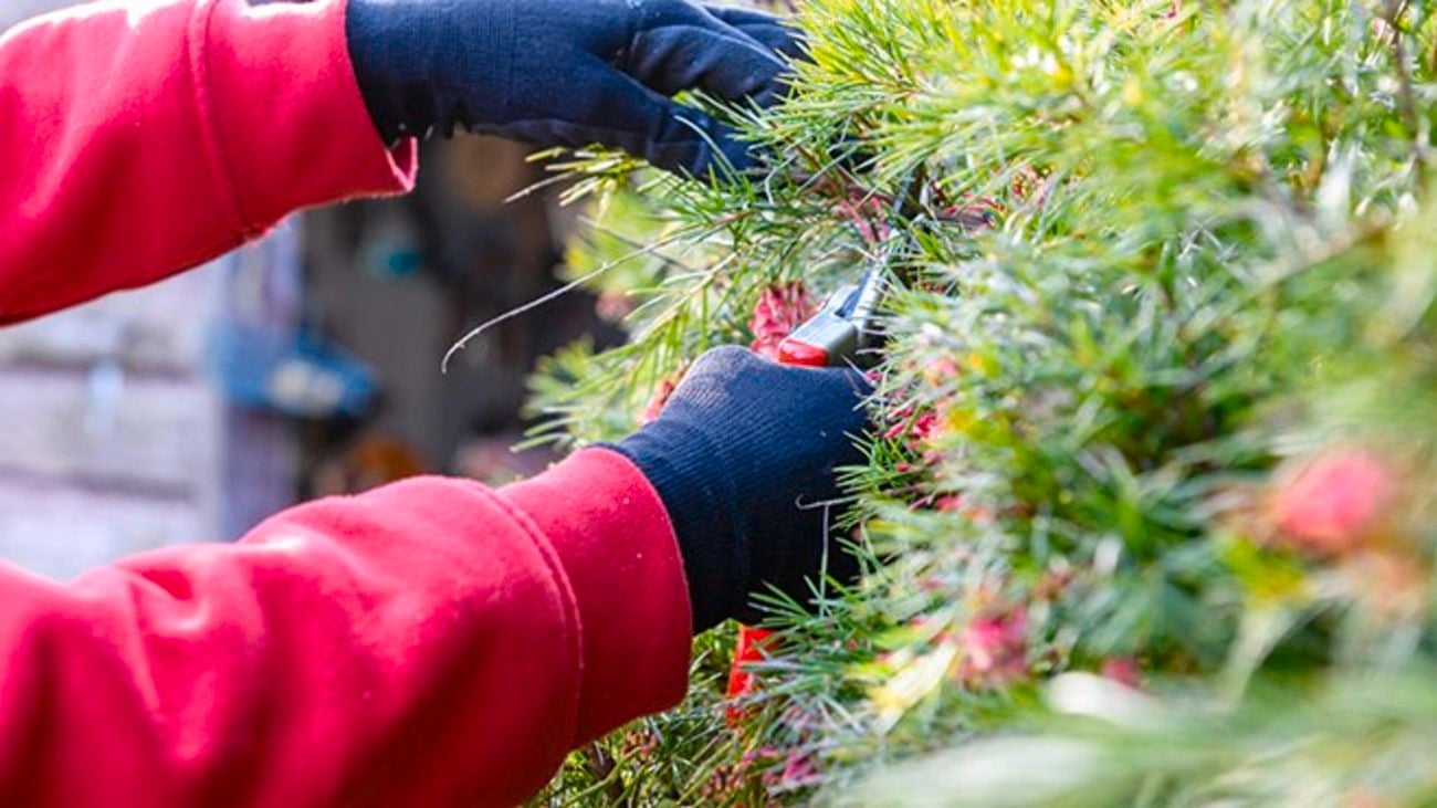 Close-up of person pruning native plants