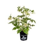 170mm Hellebore - Helleborus White Tutu