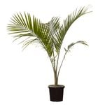 300mm Majestic Palm - Ravenea rivularis