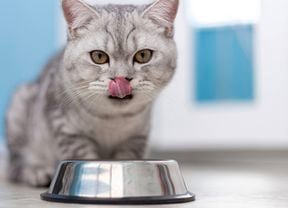 A grey tabby cat licking its nose, with a metal food bowl in the foreground.