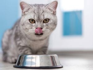 A grey tabby cat licking its nose, with a metal food bowl in the foreground.