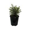 2L Hebe - Hebe Diosmifolia 