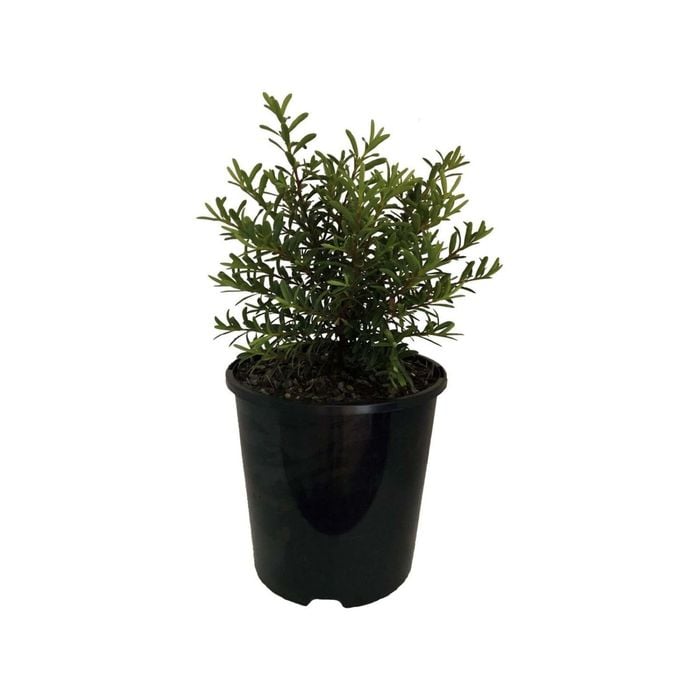 2L Hebe - Hebe Diosmifolia 