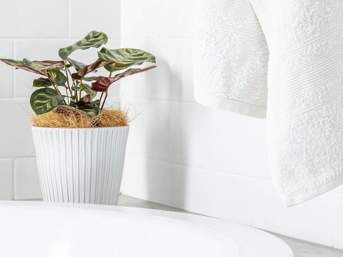 Borralheira
  15cm White Cos Bar Indoor Plant Pot 0428715
