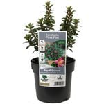 140mm Escallonia Pink Pixie - Escallonia exoniensis Fradesii Nana