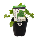 95mm Coriander - Coriandrum Sativum