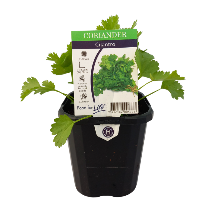 95mm Coriander - Coriandrum Sativum 