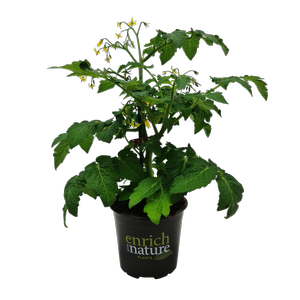 130mm Tomato Sweet Sturdy™ F1 Jimmy - Solanum lycopersicum