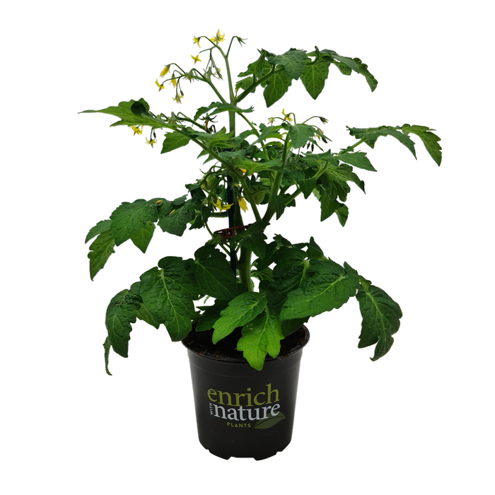 130mm Tomato Sweet Sturdy™ F1 Jimmy - Solanum lycopersicum