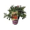 2.5L Carpet Rose Scarlet - Rosa