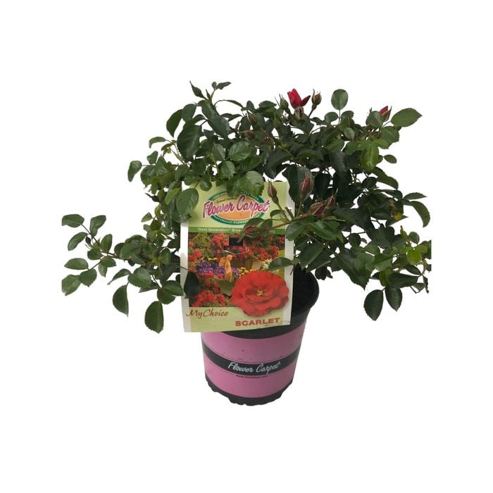 2.5L Carpet Rose Scarlet - Rosa