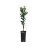 4L Mandarin Murcott Afourer Grafted - Citrus reticulata