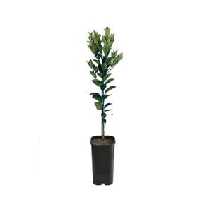 4L Mandarin Murcott Afourer Grafted - Citrus reticulata