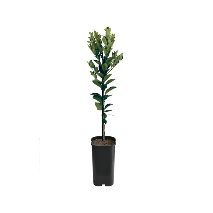 4L Mandarin Murcott Afourer Grafted - Citrus reticulata