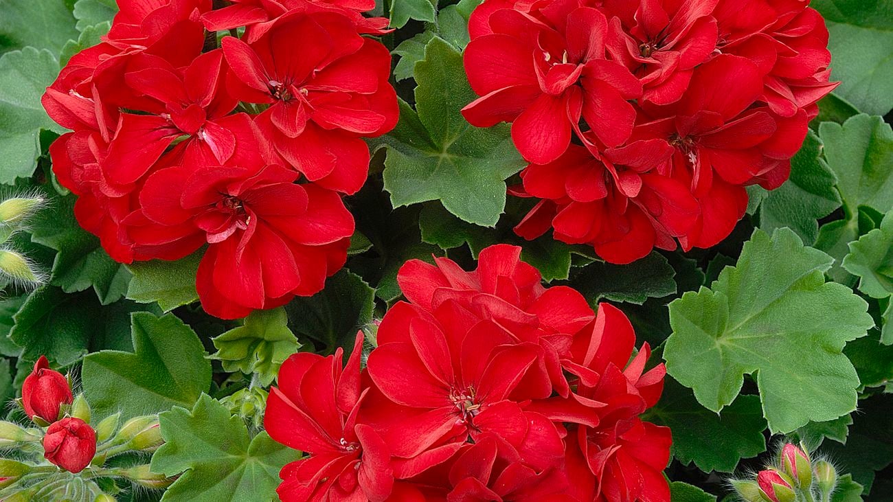 A close-up of a red geranium in full bloom in a sensory garden