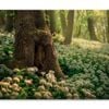 Flowering Ramson, Allium Ursinum   Print 100% Australian Made 75 x 50cm  (Stretched)