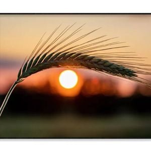Barley Ear On a Background  Print 100% Australian Made 90x60cm  (Poster)