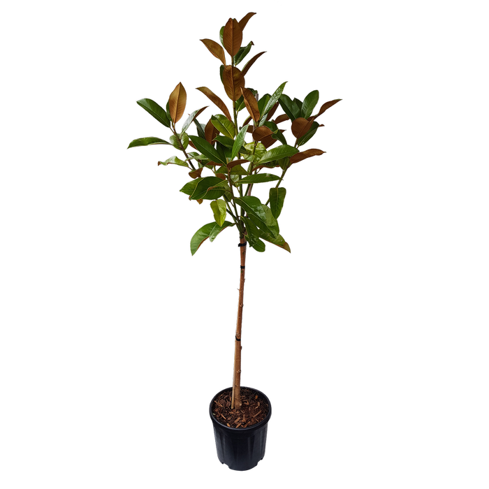 10L Magnolia Grandiflora Ferruginea - Magnolia Grandiflora